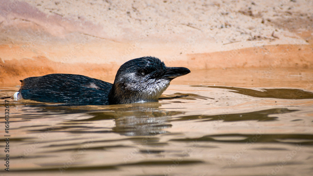 Fototapeta premium Little Penguin 