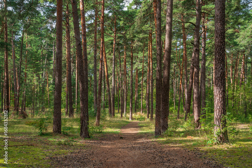 Pine forest in the forest park zone (Upper Park) on the Baltic Sea coast on a sunny summer day, Sestroretsk, Kurortny District, Saint Petersburg, Russia