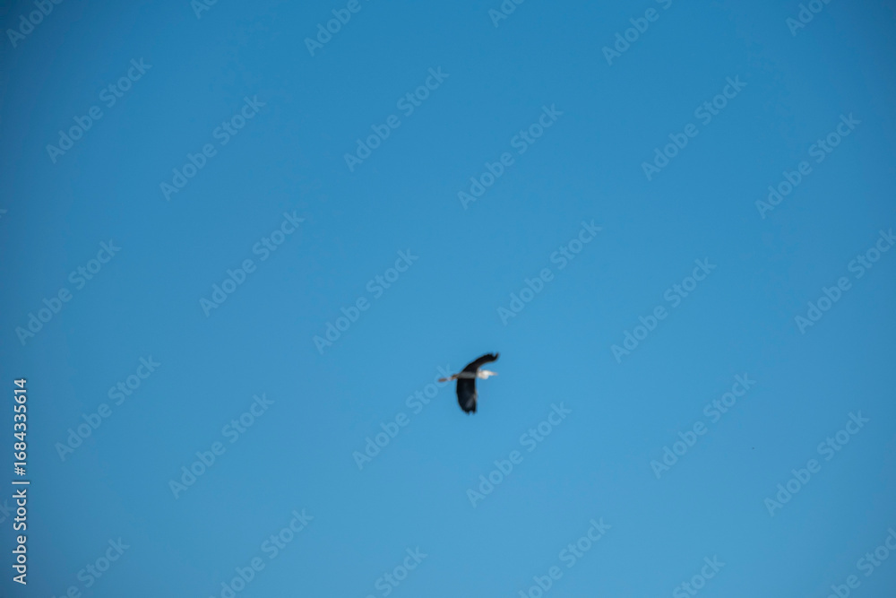 Fototapeta premium A single bird soaring gracefully through a vast, clear blue sky, captured in a minimalist composition that highlights the elegance of flight, freedom, and the serenity of nature on a sunny day.