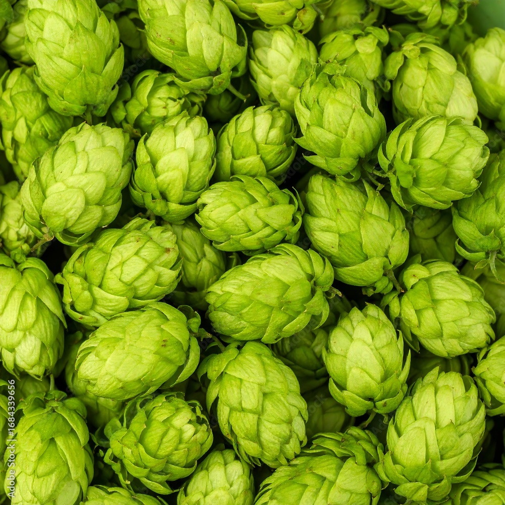 Fototapeta premium Hop Cones Close-Up