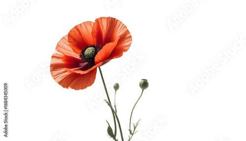 A striking red poppy flower on a transparent background, serving as a tribute for Veterans Day and Remembrance Day