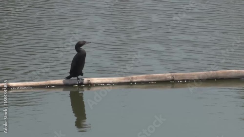 little cormorant bird on bamboo floating in canal