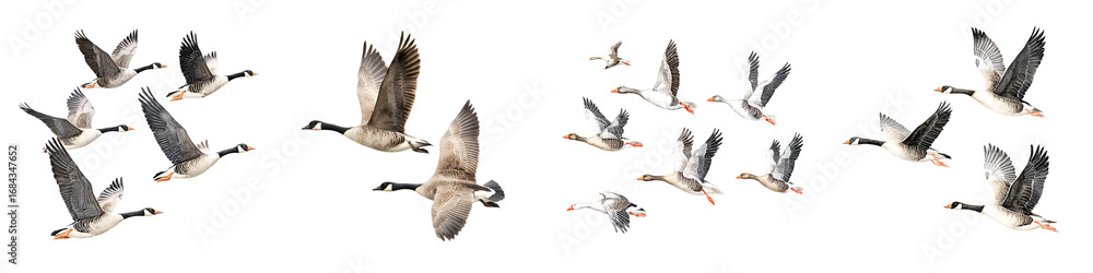 Obraz premium Canada Geese Flock Flying on White Background