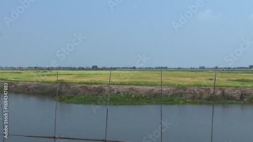  paddy rice landscape near canal rural