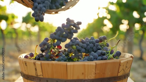 Close-up 4k video of red grapes being harvested and poured into a wooden basket during a sunny vineyard harvest, showcasing a warm, rustic aesthetic.