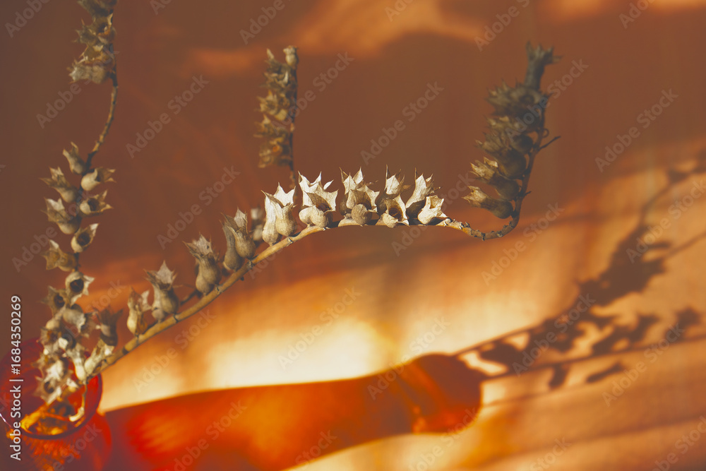 Obraz premium Bouquet of the dry flowers in the red vase on the table in the living room. Long shadow