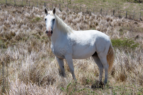 A white horse roaming freely in the dry grass pasture, under a sunny day and blue sky	
