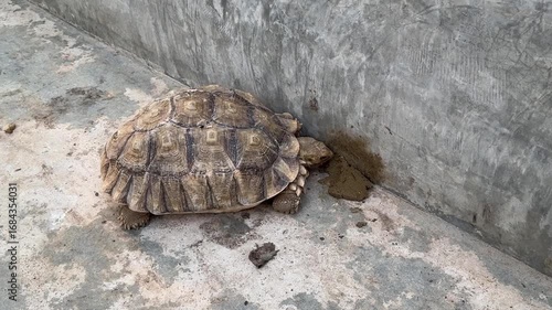 turtle eating food on cement ground
