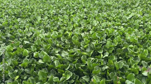 full of water hyacinth leaf in nature