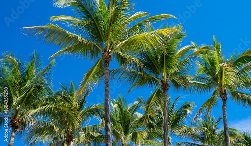 Wallpaper Mural Palm background. Summer paradise concept. Green jungle. Tropical background. Exotic summer vibes. Palm wallpaper. Palm leaves in sunlight. Tropical design pattern. Hawaii summer. Tropical design. Torontodigital.ca