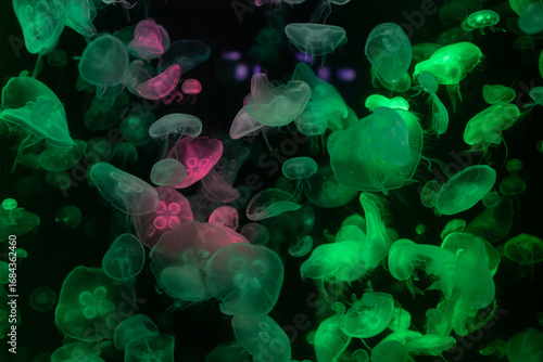 Jellyfish swimming in large numbers, close-up photo
