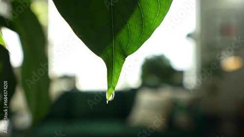 Macro Shot of Water Droplet on Green Leaf with Blurred Background creating calm atmosphere