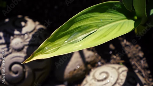 Macro shot of water droplets on a green leaf in the garden, showing light and shadow effects