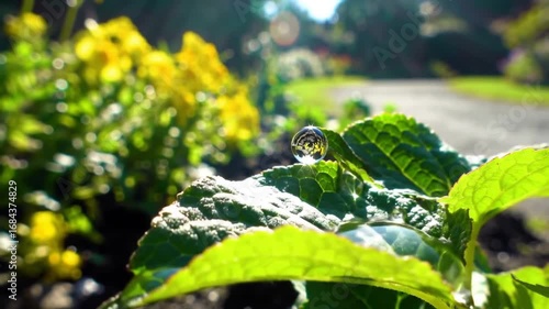 Macro shot of water droplets on green leaves with blurred yellow flowers background, showcasing