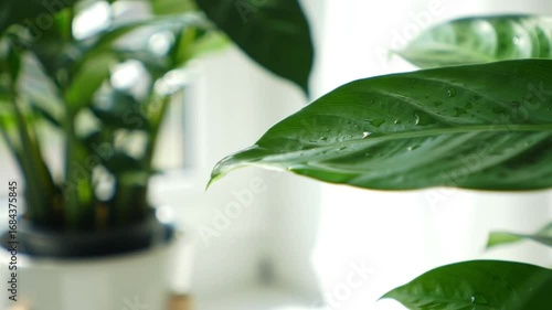 Peace lily elegance: Captivating close up of a vibrant houseplant with fresh water droplets in a