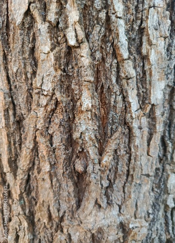 Wallpaper Mural Close-up texture of tree bark, showing deep vertical grooves and rough surface, in natural brown and gray tones, photographed outdoors in vertical orientation. Torontodigital.ca