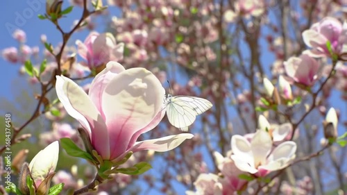 Butterfly Landing on Delicate Pink Flower in Spring Sunlight