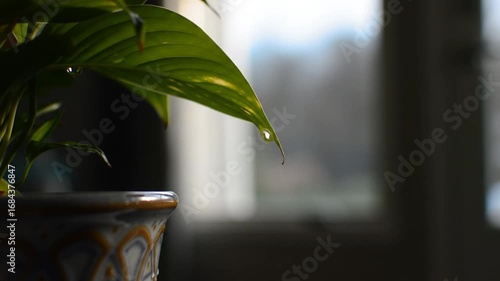 Water Droplet Falling From Green Leaf in Pot, Slow Motion Macro Shot, Refreshing Nature