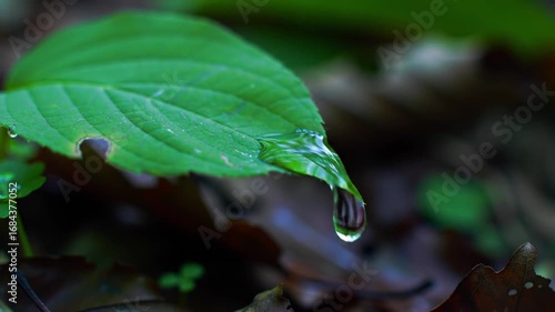Water Droplet Hanging From a Green Leaf - Close-up of Nature's Beauty and Serenity