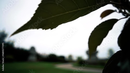 Water Droplet Formation on a Leaf After Rainfall in a Peaceful Green Environment