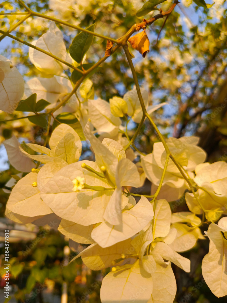 Obraz premium Close-up view of white bougainvillea flowers blooming on a branch, illuminated by warm sunlight, exhibiting a delicate texture against a blurred green background.