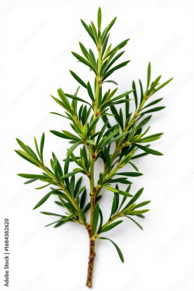 Fototapeta premium Fresh green herb plant with long narrow leaves and woody stem isolated on white background perfect for culinary or natural health themes