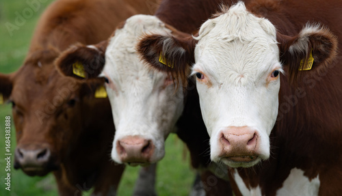 Wallpaper Mural Cow in the grassland. Cow peacefully grazing. Summer meadow with cattle. Cow grazing in the countryside. Rural life and livestock. Grazing field with dairy cow. Torontodigital.ca