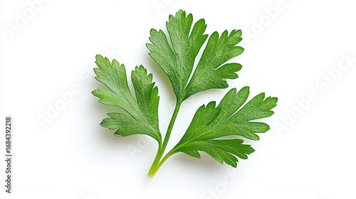 Pharmacological Profile and Phytochemical Composition of Petroselinum crispum Extracts