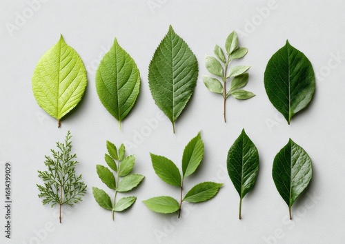 Phytochemical Composition and Structural Analysis of Diverse Leaf Morphologies in Botanical Taxonomy