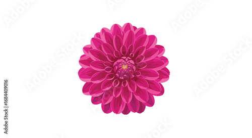 Vibrant pink dahlia flower isolated on white, perfect for beauty, design, and branding needs