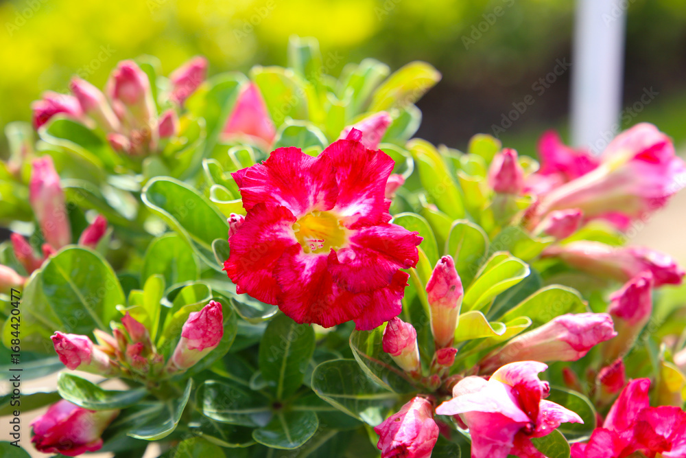 Obraz premium Adenium obesum, Desert rose flowers in full bloom.