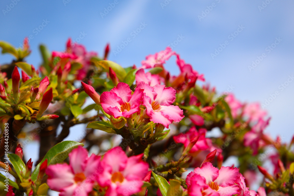 Fototapeta premium Bright pink desert rose flowers blooming under clear blue sky