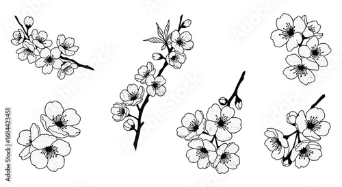 delicate cherry blossoms branches illustrated in black and white
