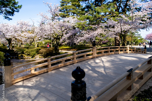 Wallpaper Mural Cherry blossoms are in full bloom, Kenrokuen in spring Torontodigital.ca
