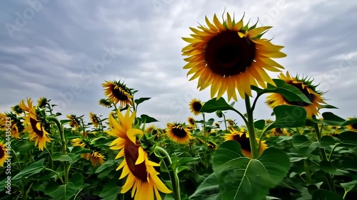 Sunflowers in a field under a cloudy sky