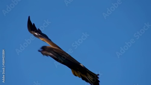 Two birds of prey soaring against a clear blue sky
