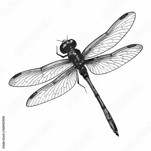 Detailed black and white dragonfly illustration focused on the main subject.
