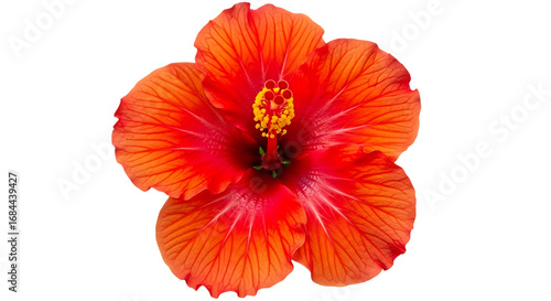 Wallpaper Mural Vibrant orange hibiscus flower isolated on transparent background Torontodigital.ca