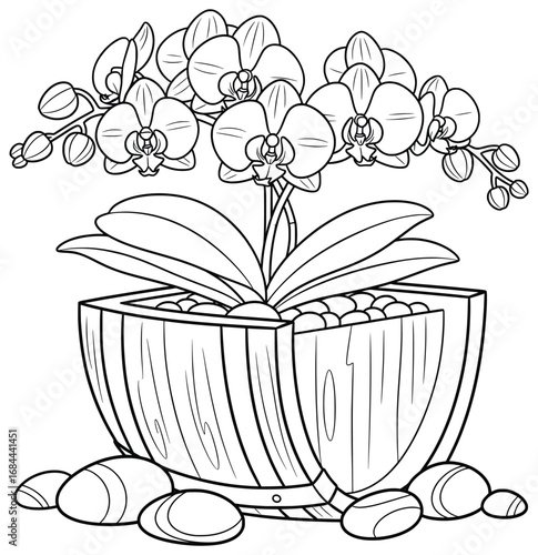 Orchid plant vector illustration with blooming flowers and buds arranged in a wooden pot filled with pebbles surrounded by decorative stones in a simple design