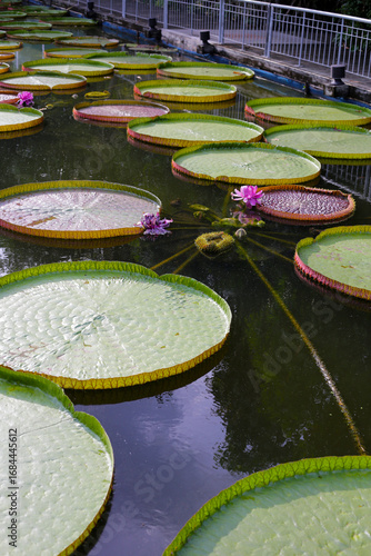Quadro em tela Victoria or giant waterlily is a genus of water-lilies