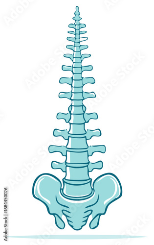 Human spine and pelvis illustration in teal, medical illustration