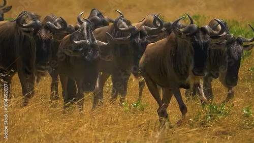 Wallpaper Mural herd of wildebeest Torontodigital.ca