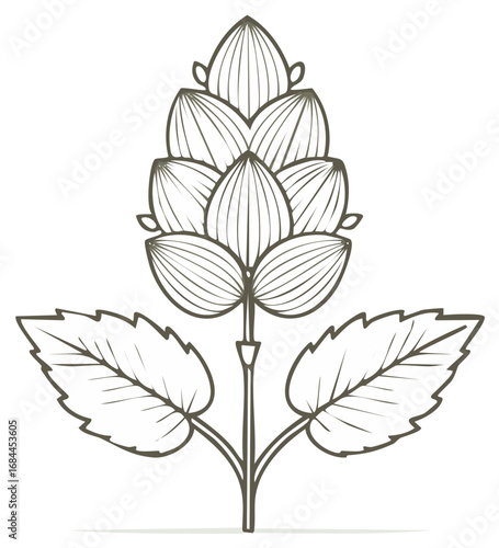 Line art illustration of a hop flower with leaves
