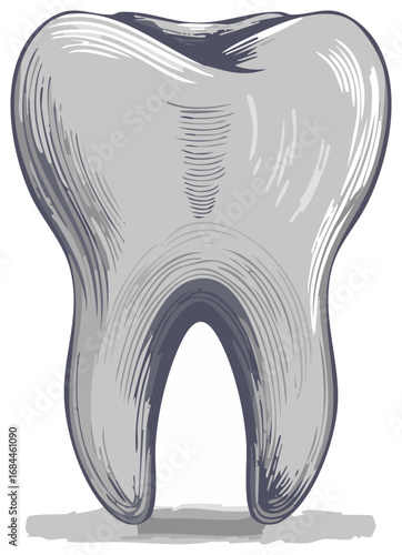 Detailed Illustration of a Molar Tooth with Intricate Hatching Details