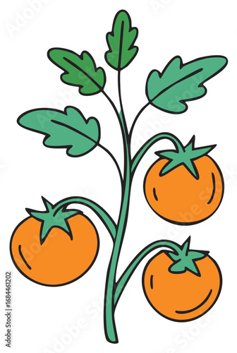 Growing Tomato Plant with Three Orange Fruits and Green Leaves Doodle Illustration