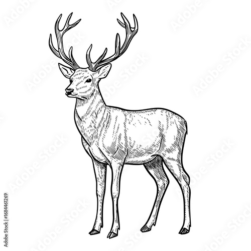 Hand-drawn vintage deer illustration with detailed antlers in engraving style. 