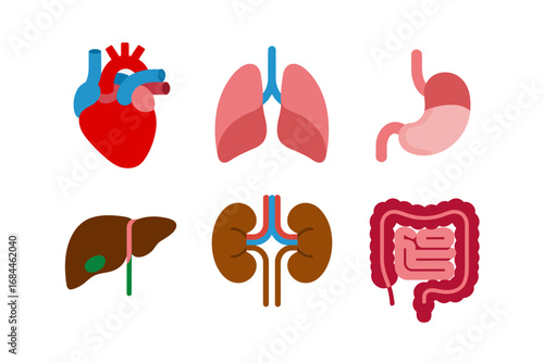 Body organ illustration pack, heart lungs stomach liver kidneys intestines icons, anatomical vector graphics, medical teaching resources