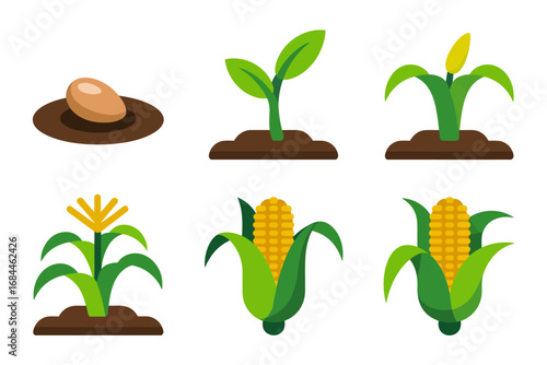 Maize growth vector icons, sprouting corn plant stages seed leaf stalk cob, farming agriculture design illustrations, harvest crop graphics