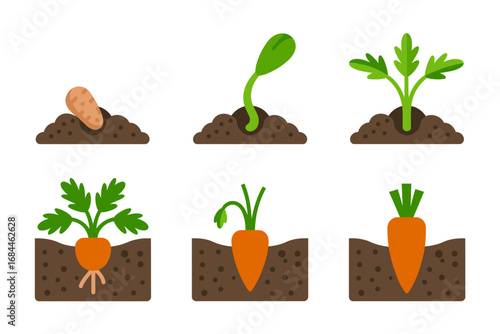 Carrot life cycle illustration pack, vegetable root growth stages sprouting germination plant leaves harvest, agriculture icons, gardening graphics