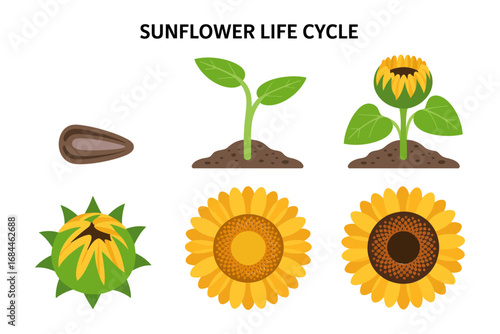 Sunflower plant development vector set, botanical growth stages seed sprout stem leaf bloom harvest, agriculture farming design graphics